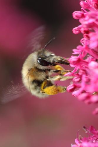 Anthophora sp.